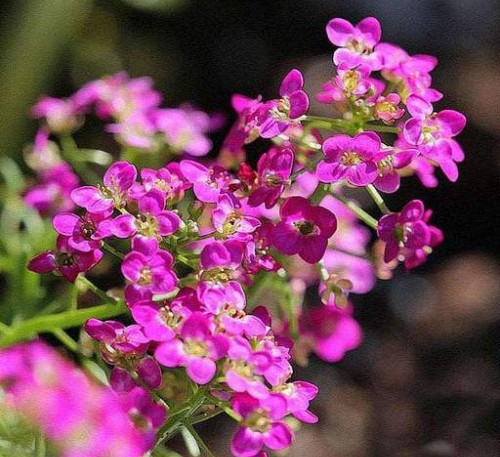 ALYSSUM ROSIE O`DEY